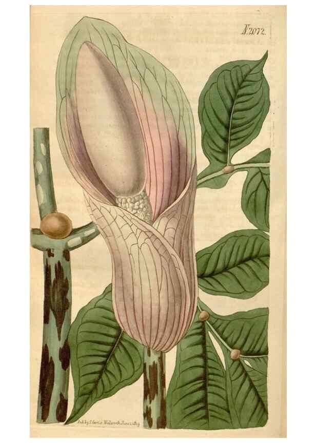 Reproducción/Reproduction 34380189763: Curtis's botanical magazine.. London ; New York [etc.] :Academic Press [etc.]