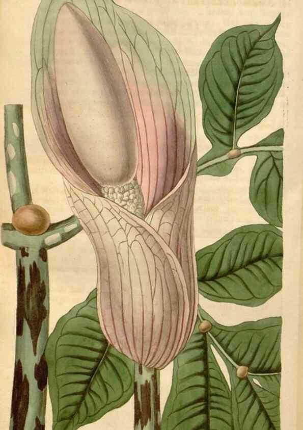 Reproducción/Reproduction 34380189763: Curtis's botanical magazine.. London ; New York [etc.] :Academic Press [etc.]