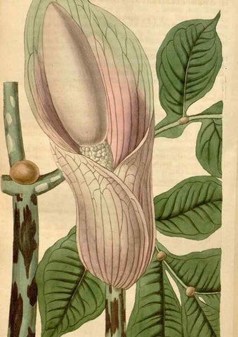 Reproducción/Reproduction 34380189763: Curtis's botanical magazine.. London ; New York [etc.] :Academic Press [etc.]