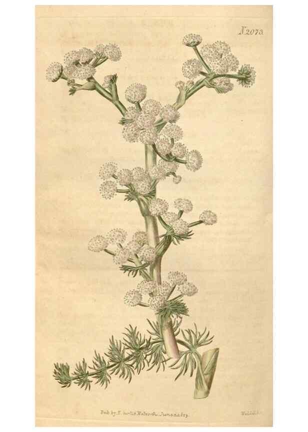 Reproducción/Reproduction 34380191963: Curtis's botanical magazine.. London ; New York [etc.] :Academic Press [etc.]