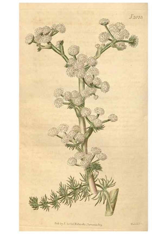 Reproducción/Reproduction 34380191963: Curtis's botanical magazine.. London ; New York [etc.] :Academic Press [etc.]