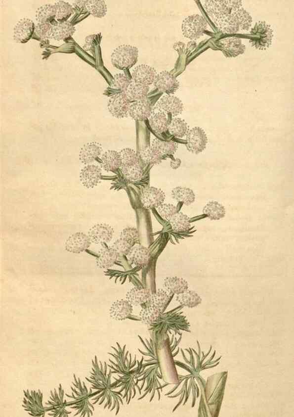Reproducción/Reproduction 34380191963: Curtis's botanical magazine.. London ; New York [etc.] :Academic Press [etc.]