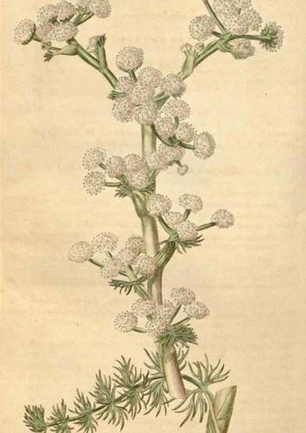 Reproducción/Reproduction 34380191963: Curtis's botanical magazine.. London ; New York [etc.] :Academic Press [etc.]