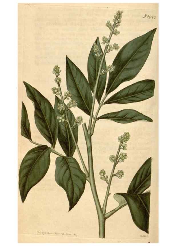 Reproducción/Reproduction 34380194053: Curtis's botanical magazine.. London ; New York [etc.] :Academic Press [etc.]