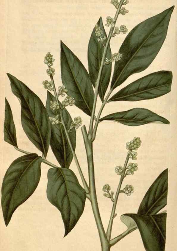 Reproducción/Reproduction 34380194053: Curtis's botanical magazine.. London ; New York [etc.] :Academic Press [etc.]
