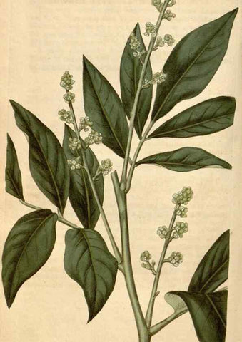 Reproducción/Reproduction 34380194053: Curtis's botanical magazine.. London ; New York [etc.] :Academic Press [etc.]