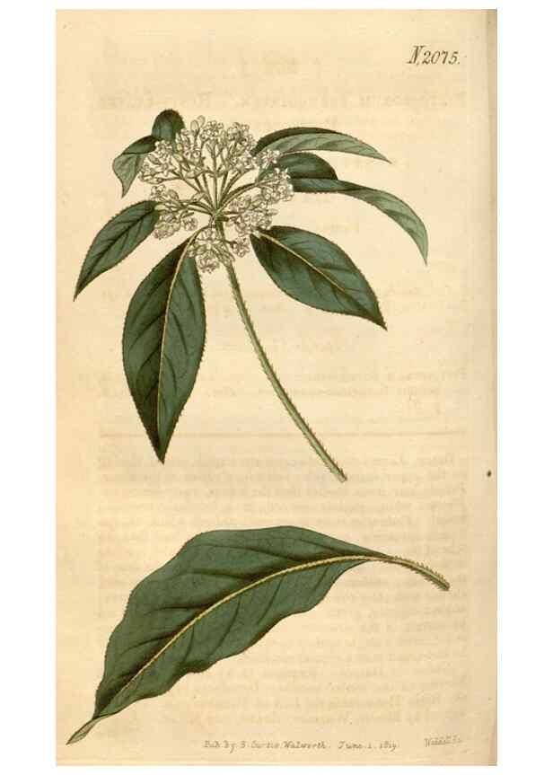 Reproducción/Reproduction 34380196403: Curtis's botanical magazine.. London ; New York [etc.] :Academic Press [etc.]