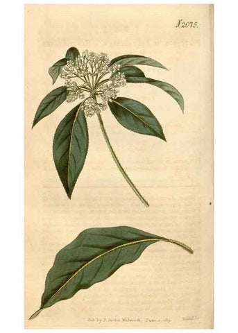 Reproducción/Reproduction 34380196403: Curtis's botanical magazine.. London ; New York [etc.] :Academic Press [etc.]