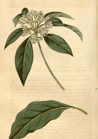Reproducción/Reproduction 34380196403: Curtis's botanical magazine.. London ; New York [etc.] :Academic Press [etc.]