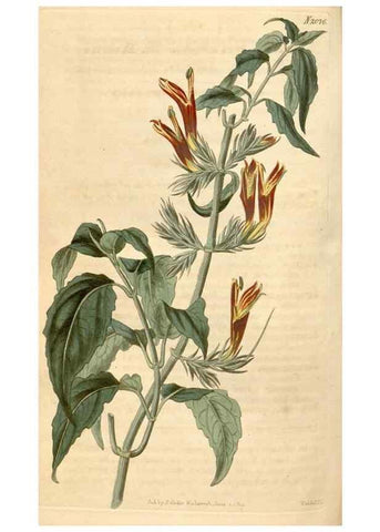 Reproducción/Reproduction 34380199503: Curtis's botanical magazine.. London ; New York [etc.] :Academic Press [etc.]