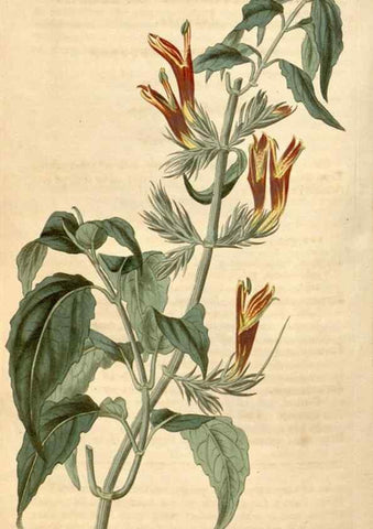 Reproducción/Reproduction 34380199503: Curtis's botanical magazine.. London ; New York [etc.] :Academic Press [etc.]