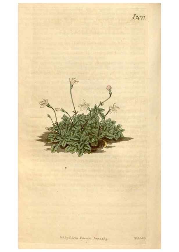Reproducción/Reproduction 34380201753: Curtis's botanical magazine.. London ; New York [etc.] :Academic Press [etc.]