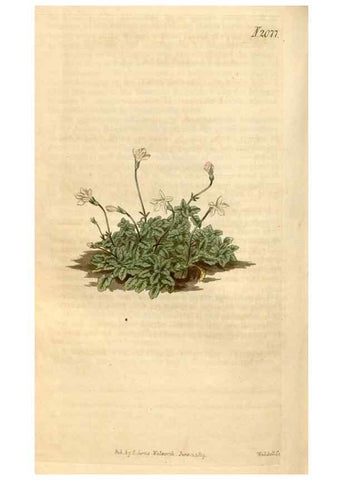 Reproducción/Reproduction 34380201753: Curtis's botanical magazine.. London ; New York [etc.] :Academic Press [etc.]