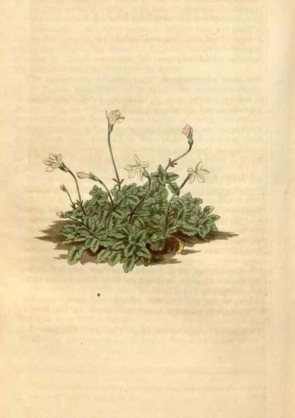 Reproducción/Reproduction 34380201753: Curtis's botanical magazine.. London ; New York [etc.] :Academic Press [etc.]