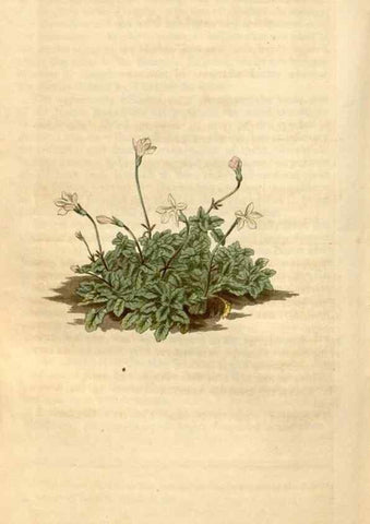 Reproducción/Reproduction 34380201753: Curtis's botanical magazine.. London ; New York [etc.] :Academic Press [etc.]