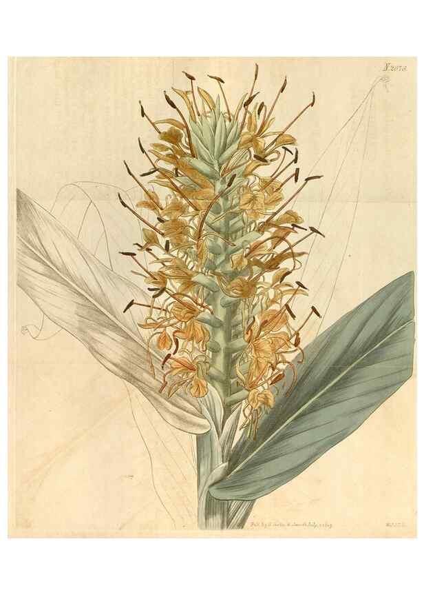 Reproducción/Reproduction 34380204043: Curtis's botanical magazine.. London ; New York [etc.] :Academic Press [etc.]