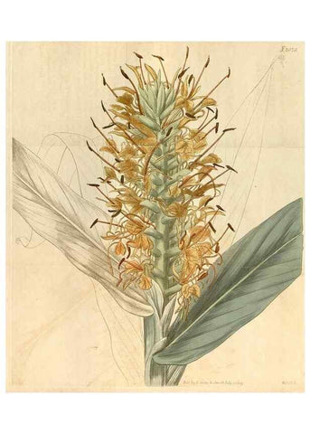 Reproducción/Reproduction 34380204043: Curtis's botanical magazine.. London ; New York [etc.] :Academic Press [etc.]