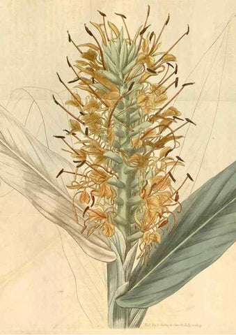 Reproducción/Reproduction 34380204043: Curtis's botanical magazine.. London ; New York [etc.] :Academic Press [etc.]