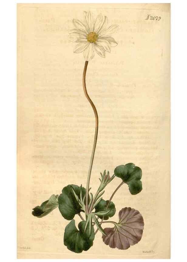 Reproducción/Reproduction 35024400712: Curtis's botanical magazine.. London ; New York [etc.] :Academic Press [etc.]