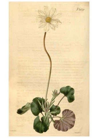 Reproducción/Reproduction 35024400712: Curtis's botanical magazine.. London ; New York [etc.] :Academic Press [etc.]