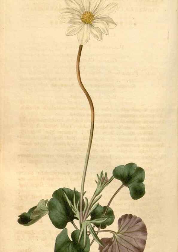 Reproducción/Reproduction 35024400712: Curtis's botanical magazine.. London ; New York [etc.] :Academic Press [etc.]