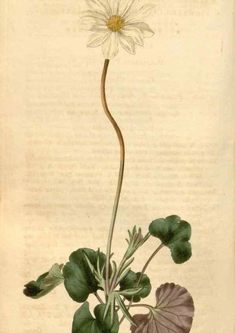 Reproducción/Reproduction 35024400712: Curtis's botanical magazine.. London ; New York [etc.] :Academic Press [etc.]