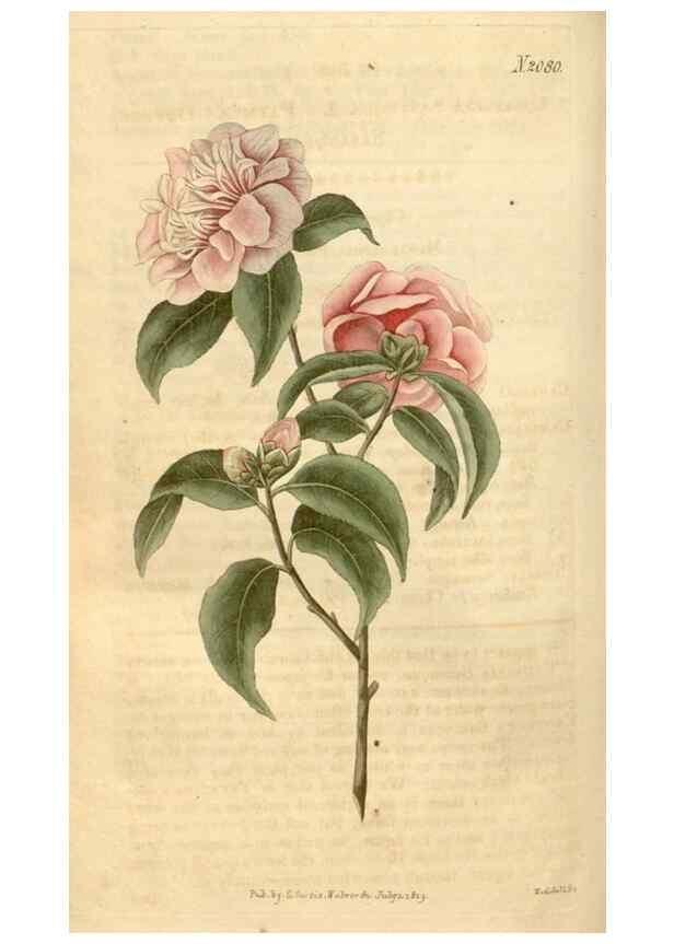 Reproducción/Reproduction 35024402432: Curtis's botanical magazine.. London ; New York [etc.] :Academic Press [etc.]