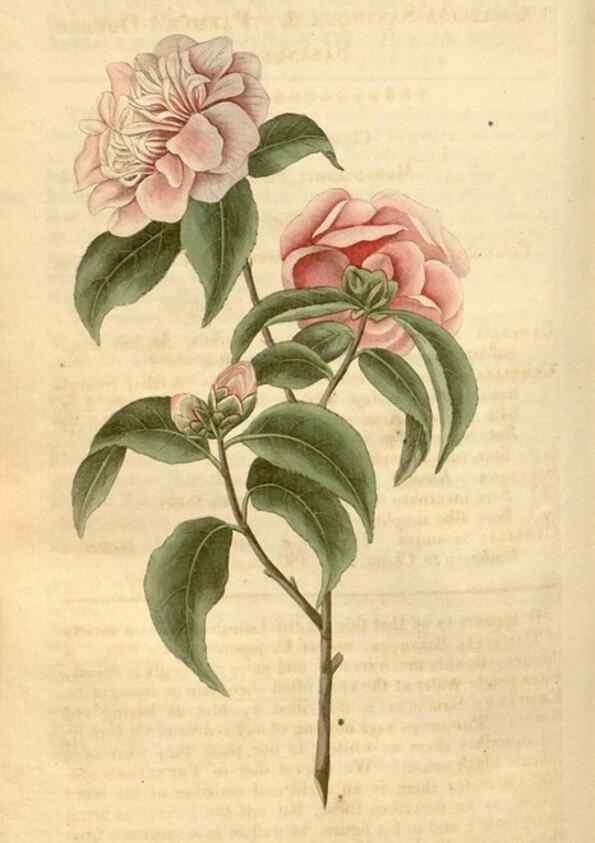 Reproducción/Reproduction 35024402432: Curtis's botanical magazine.. London ; New York [etc.] :Academic Press [etc.]