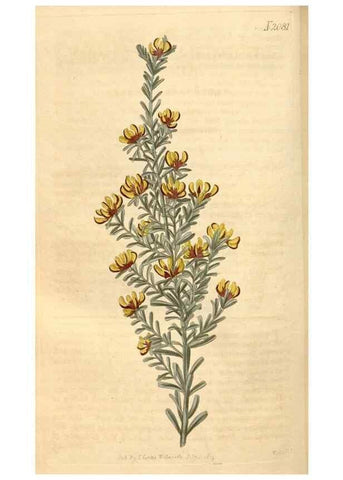 Reproducción/Reproduction 35024405032: Curtis's botanical magazine.. London ; New York [etc.] :Academic Press [etc.]