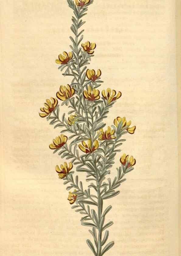 Reproducción/Reproduction 35024405032: Curtis's botanical magazine.. London ; New York [etc.] :Academic Press [etc.]