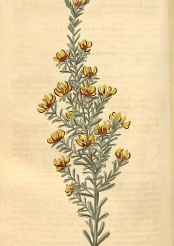Reproducción/Reproduction 35024405032: Curtis's botanical magazine.. London ; New York [etc.] :Academic Press [etc.]