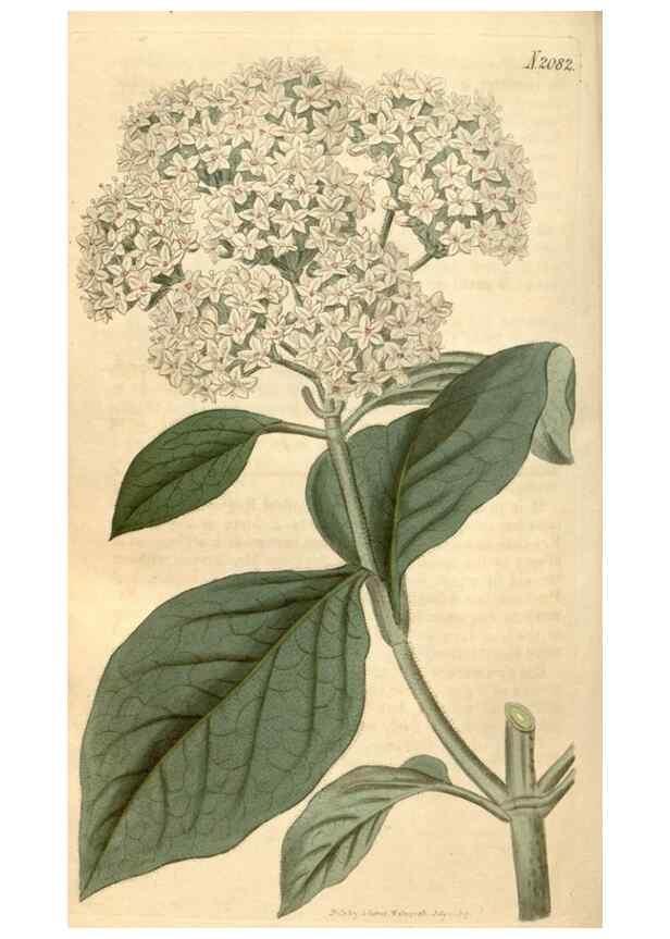 Reproducción/Reproduction 35024407412: Curtis's botanical magazine.. London ; New York [etc.] :Academic Press [etc.]