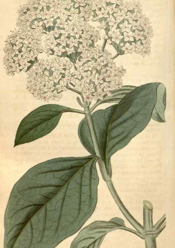 Reproducción/Reproduction 35024407412: Curtis's botanical magazine.. London ; New York [etc.] :Academic Press [etc.]