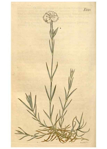 Reproducción/Reproduction 34803108090: Curtis's botanical magazine.. London ; New York [etc.] :Academic Press [etc.]