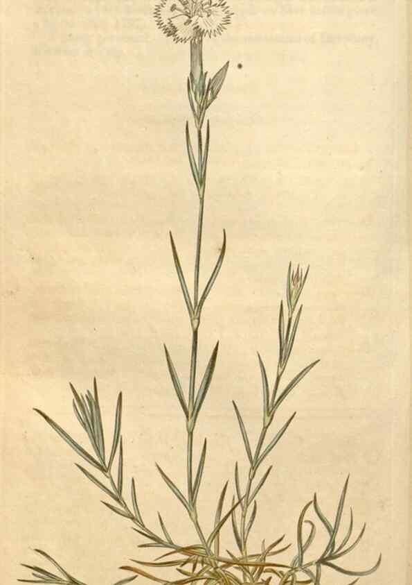 Reproducción/Reproduction 34803108090: Curtis's botanical magazine.. London ; New York [etc.] :Academic Press [etc.]