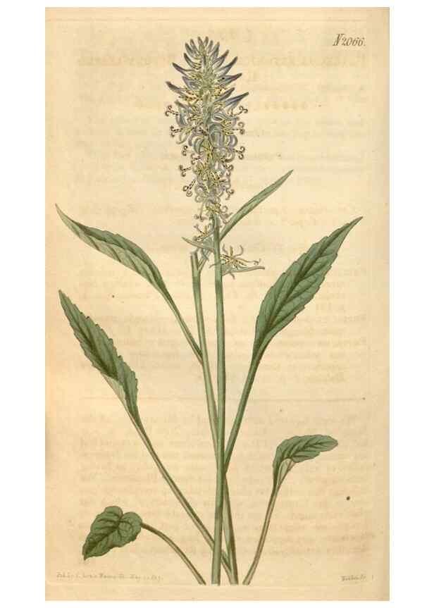 Reproducción/Reproduction 34803106480: Curtis's botanical magazine.. London ; New York [etc.] :Academic Press [etc.]