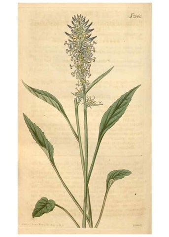 Reproducción/Reproduction 34803106480: Curtis's botanical magazine.. London ; New York [etc.] :Academic Press [etc.]