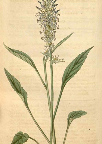 Reproducción/Reproduction 34803106480: Curtis's botanical magazine.. London ; New York [etc.] :Academic Press [etc.]