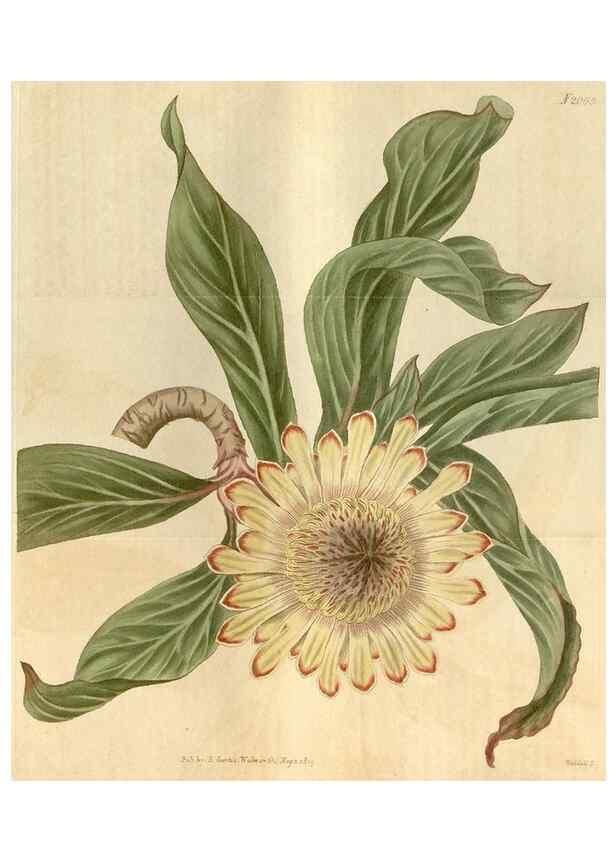 Reproducción/Reproduction 35189662925: Curtis's botanical magazine.. London ; New York [etc.] :Academic Press [etc.]