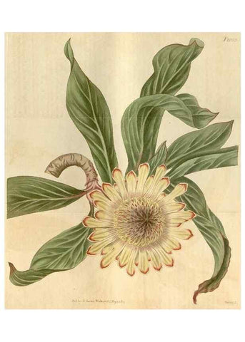 Reproducción/Reproduction 35189662925: Curtis's botanical magazine.. London ; New York [etc.] :Academic Press [etc.]