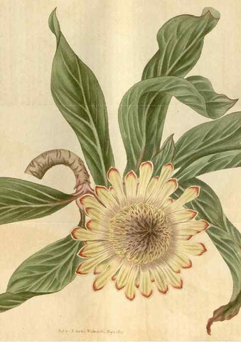 Reproducción/Reproduction 35189662925: Curtis's botanical magazine.. London ; New York [etc.] :Academic Press [etc.]