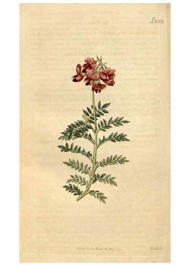 Reproducción/Reproduction 34803103400: Curtis's botanical magazine.. London ; New York [etc.] :Academic Press [etc.]