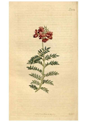 Reproducción/Reproduction 34803103400: Curtis's botanical magazine.. London ; New York [etc.] :Academic Press [etc.]