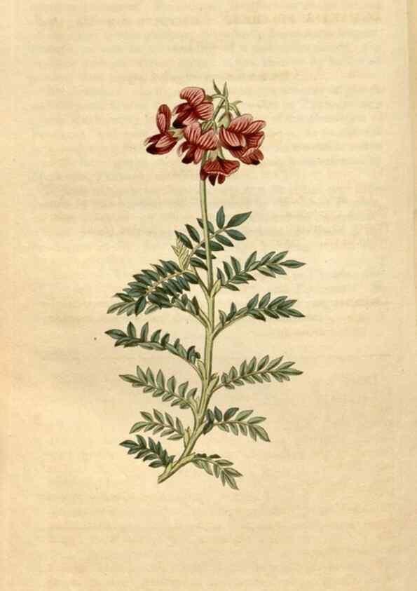 Reproducción/Reproduction 34803103400: Curtis's botanical magazine.. London ; New York [etc.] :Academic Press [etc.]