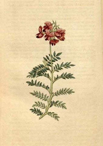 Reproducción/Reproduction 34803103400: Curtis's botanical magazine.. London ; New York [etc.] :Academic Press [etc.]