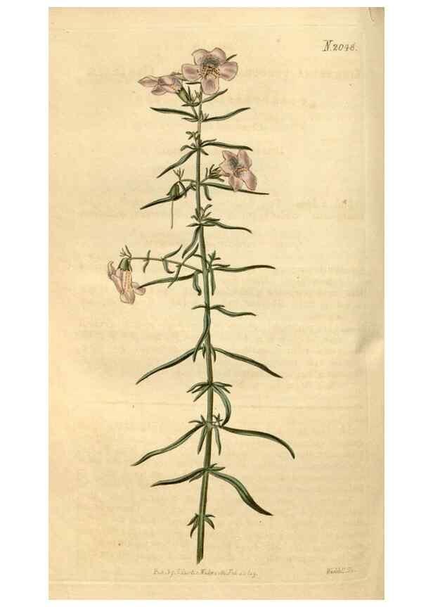 Reproducción/Reproduction 34345014114: Curtis's botanical magazine.. London ; New York [etc.] :Academic Press [etc.]