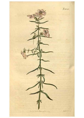 Reproducción/Reproduction 34345014114: Curtis's botanical magazine.. London ; New York [etc.] :Academic Press [etc.]