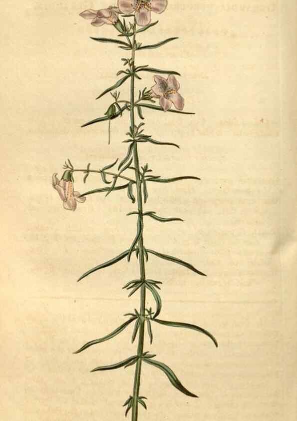 Reproducción/Reproduction 34345014114: Curtis's botanical magazine.. London ; New York [etc.] :Academic Press [etc.]