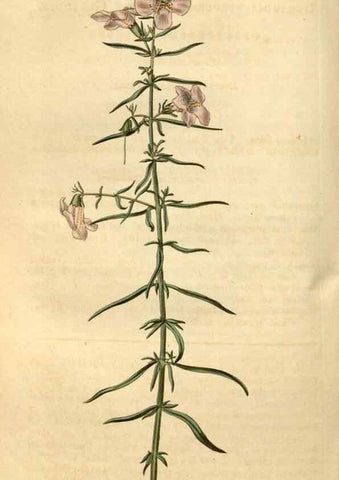 Reproducción/Reproduction 34345014114: Curtis's botanical magazine.. London ; New York [etc.] :Academic Press [etc.]