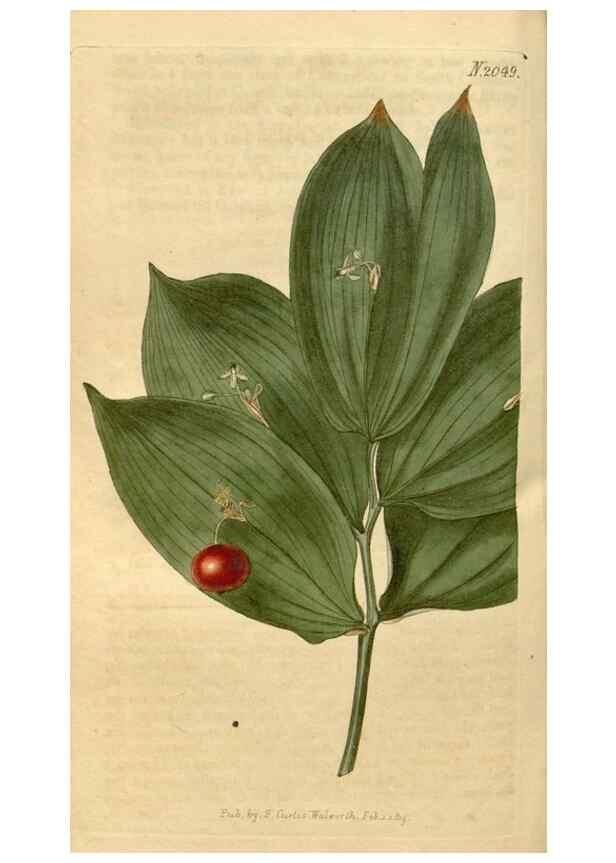 Reproducción/Reproduction 34345015474: Curtis's botanical magazine.. London ; New York [etc.] :Academic Press [etc.]